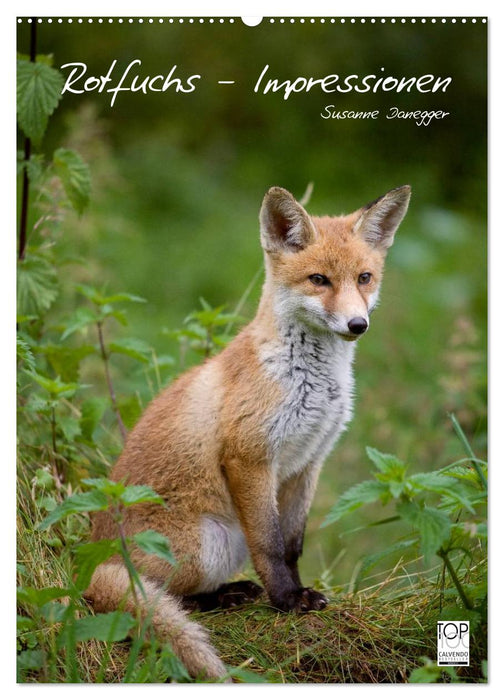 Rotfuchs - Impressionen (CALVENDO Wandkalender 2024)