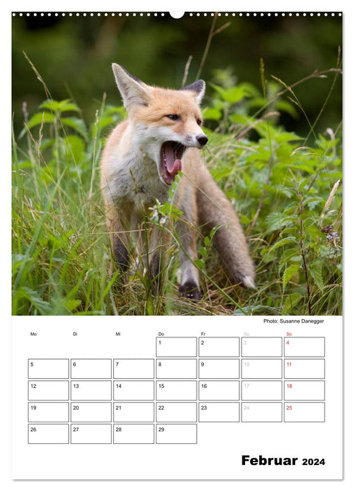 Rotfuchs - Impressionen (CALVENDO Wandkalender 2024)