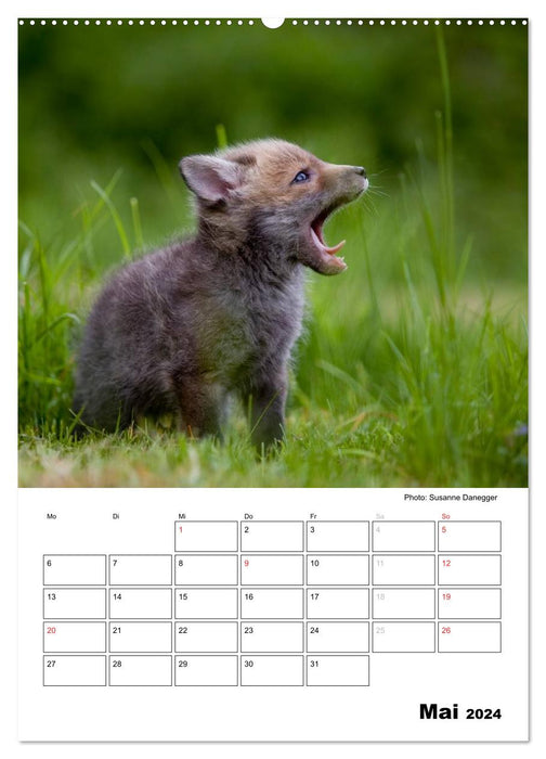 Rotfuchs - Impressionen (CALVENDO Wandkalender 2024)