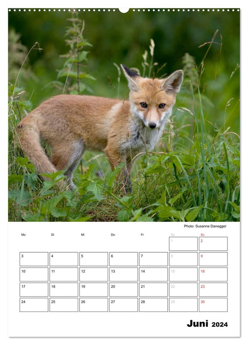 Rotfuchs - Impressionen (CALVENDO Wandkalender 2024)