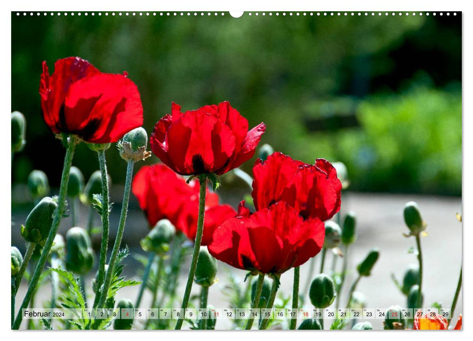 Voll Mohn (CALVENDO Wandkalender 2024)