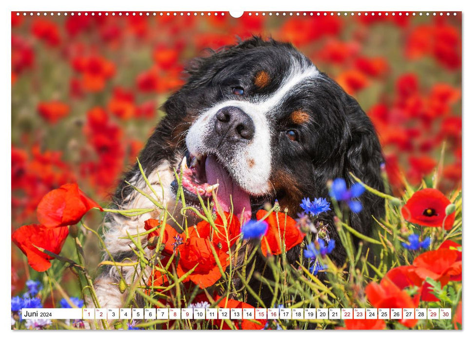 Berner Sennenhund - Eine Liebe für´s Leben (CALVENDO Wandkalender 2024)