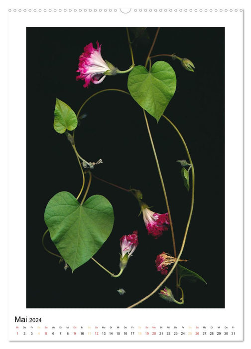 Pflanzen als kleine Preziosen (CALVENDO Premium Wandkalender 2024)