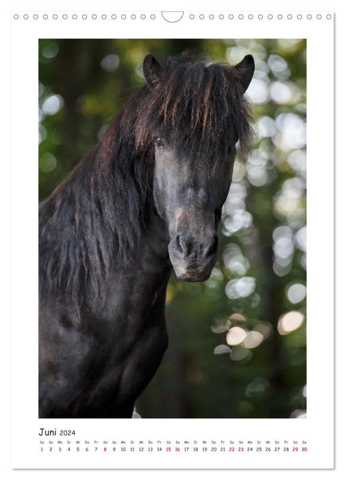 Farbenfrohe Islandpferde (CALVENDO Wandkalender 2024)