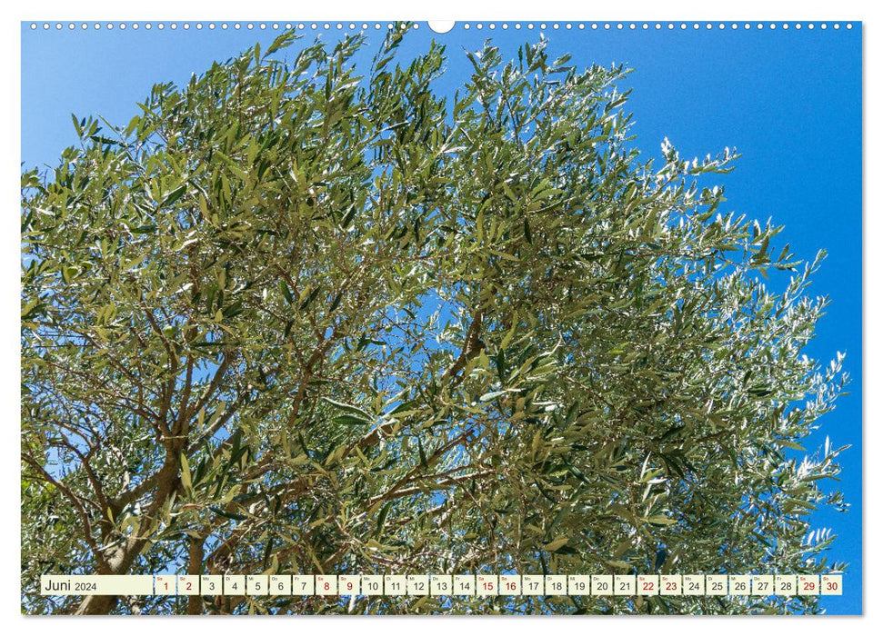 Mediterranean flora - plants of the south (CALVENDO wall calendar 2024) 