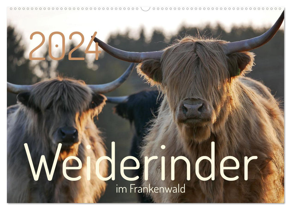 Weiderinder im Frankenwald (CALVENDO Wandkalender 2024)