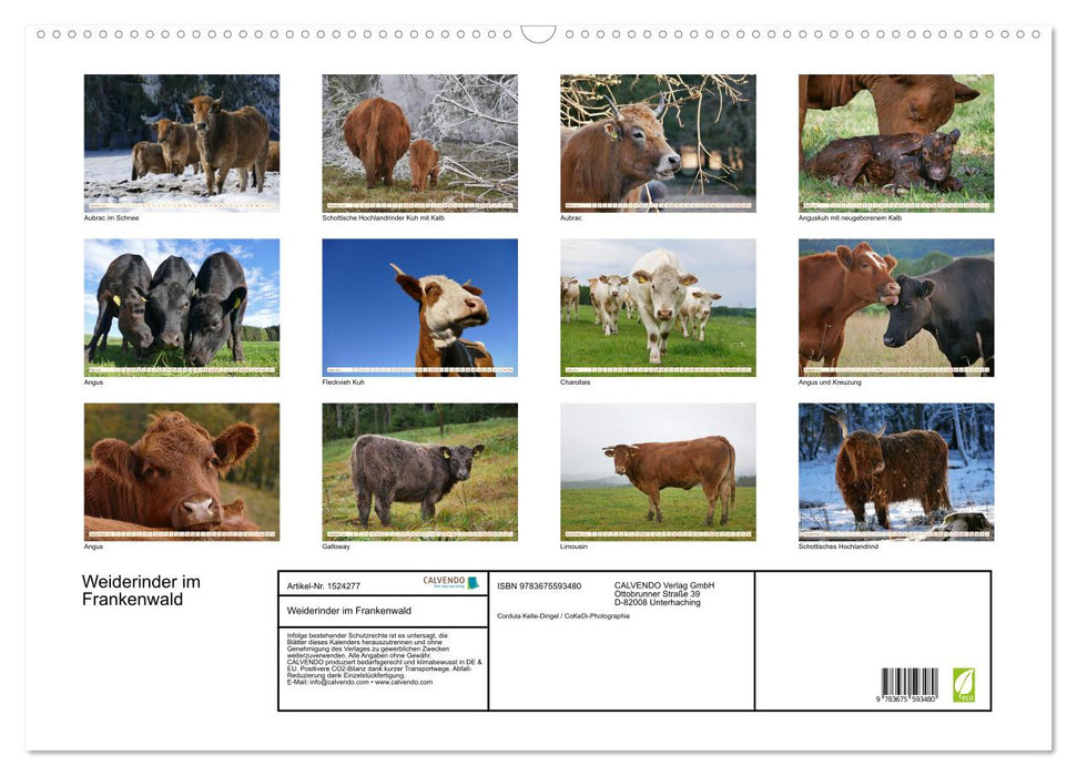 Pasture cattle in the Franconian Forest (CALVENDO wall calendar 2024) 