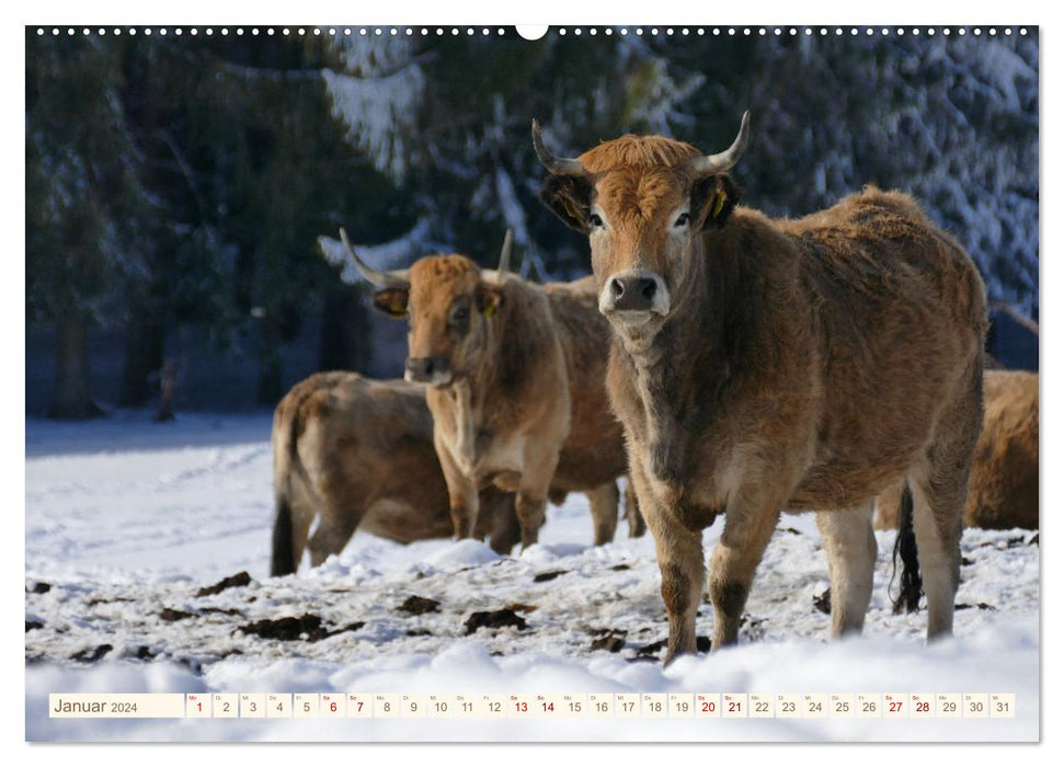 Pasture cattle in the Franconian Forest (CALVENDO wall calendar 2024) 