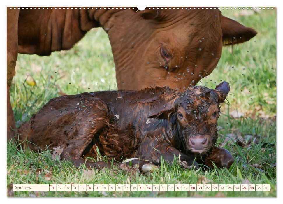 Pasture cattle in the Franconian Forest (CALVENDO wall calendar 2024) 