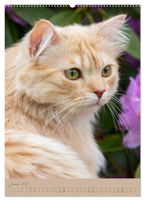 Plüschige Katzen im Garten (CALVENDO Premium Wandkalender 2024)