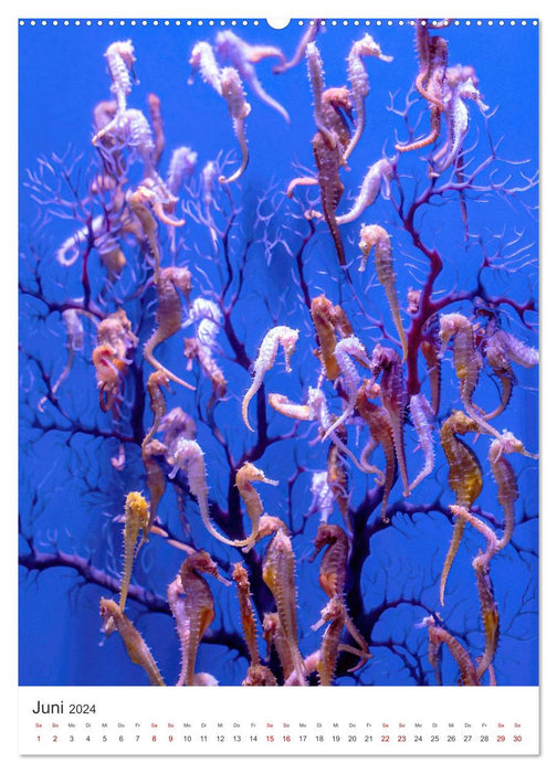 Seepferdchen - Die faszinierende Meerestiere. (CALVENDO Wandkalender 2024)