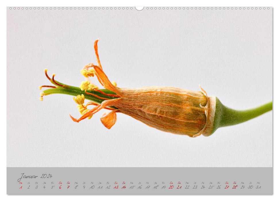 Les plantes du monde intermédiaire (calendrier mural CALVENDO 2024)