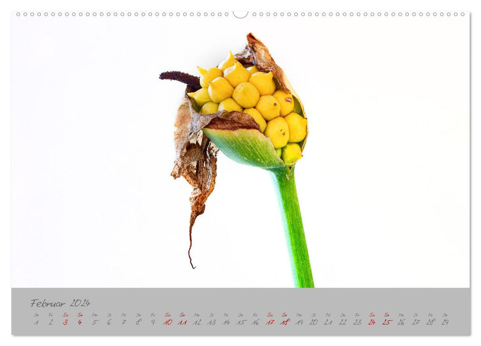 Pflanzen in der Zwischenwelt (CALVENDO Wandkalender 2024)