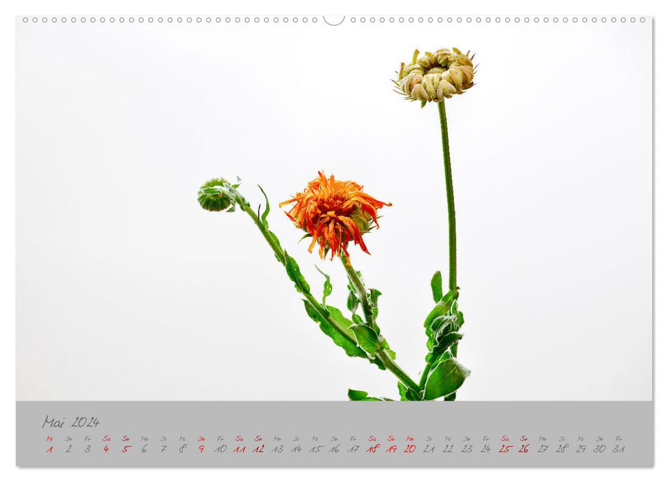 Les plantes du monde intermédiaire (calendrier mural CALVENDO 2024)