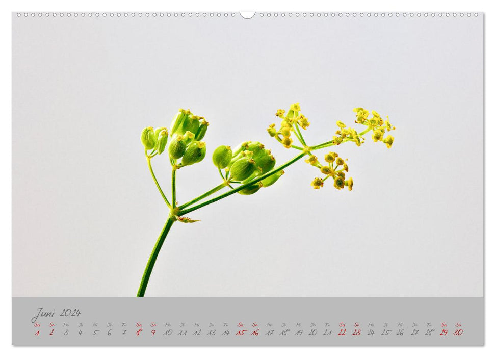 Pflanzen in der Zwischenwelt (CALVENDO Wandkalender 2024)