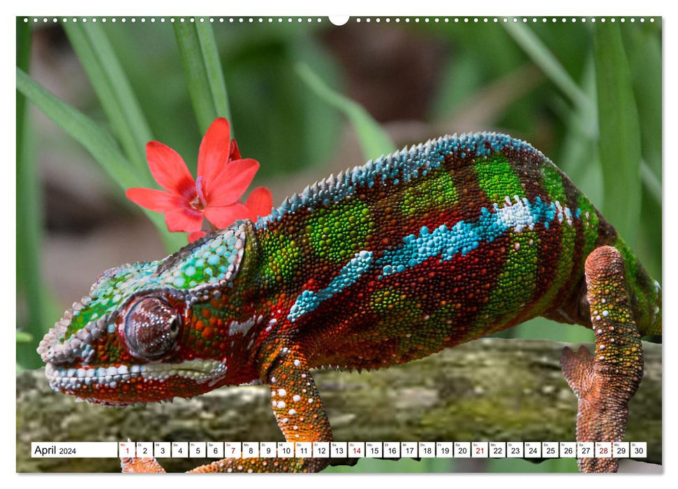 In der Welt der unterschiedlichsten Echsen (CALVENDO Premium Wandkalender 2024)