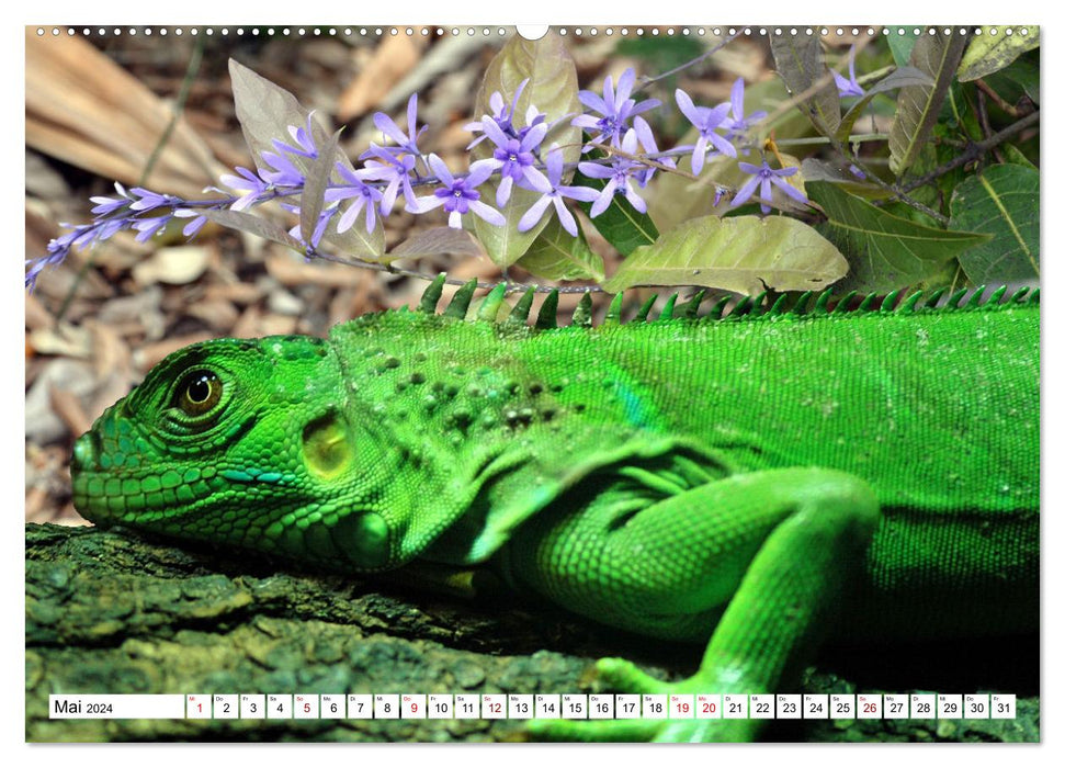 In der Welt der unterschiedlichsten Echsen (CALVENDO Premium Wandkalender 2024)