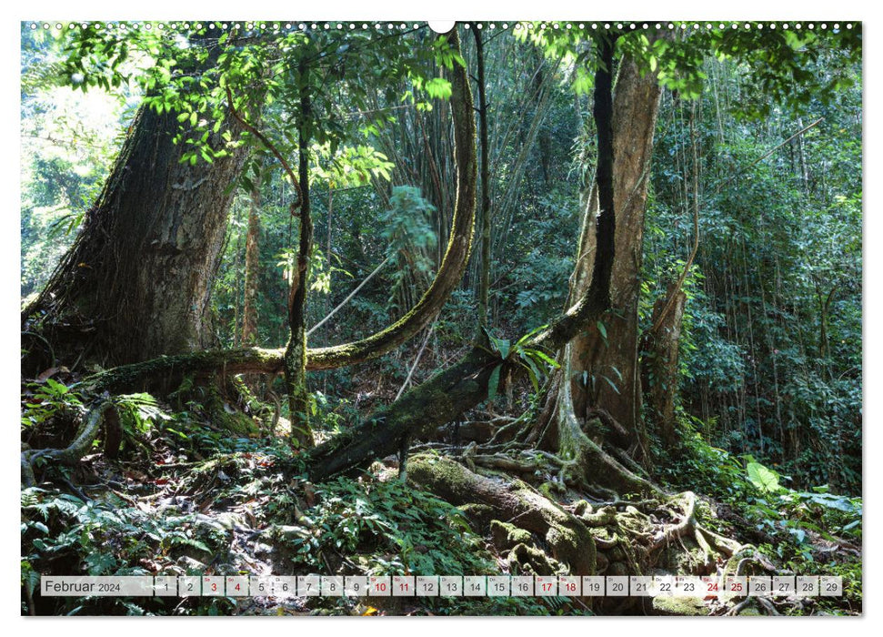 Forêts du monde (Calendrier mural CALVENDO Premium 2024) 