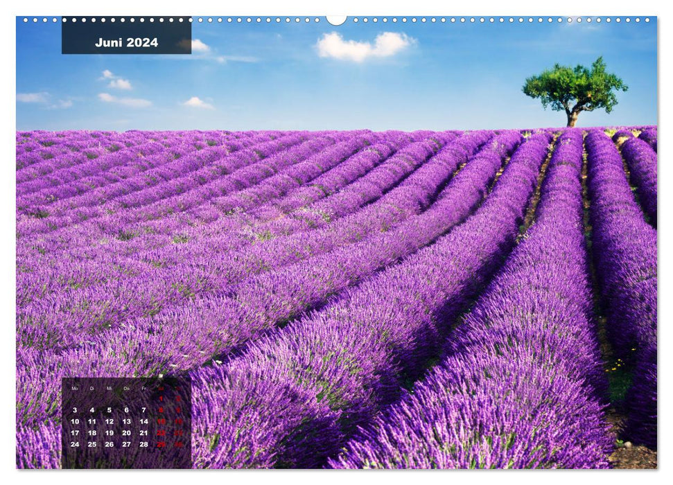 Provence - couleurs et senteurs (Calendrier mural CALVENDO Premium 2024) 