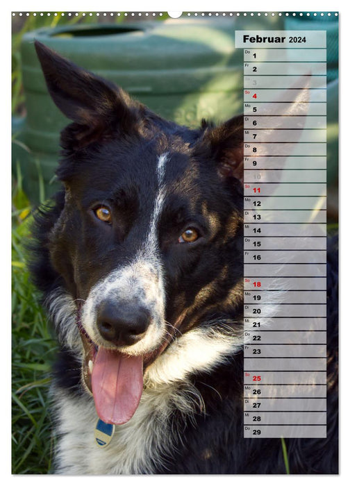 Mon Border Collie (Calvendo Premium Calendrier mural 2024) 