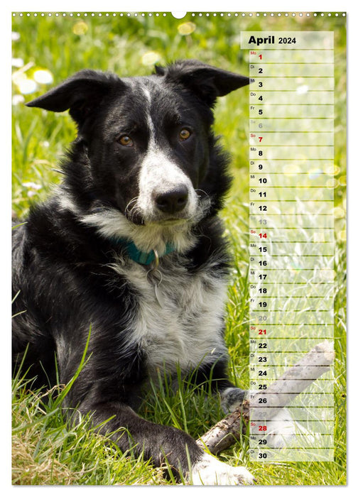 Mein Border Collie (CALVENDO Premium Wandkalender 2024)