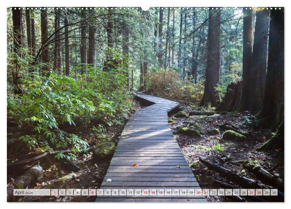 Forêts du monde (Calendrier mural CALVENDO 2024) 