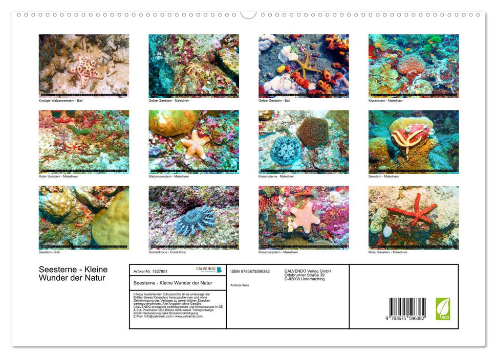 Étoile de mer - Petites merveilles de la nature (Calendrier mural CALVENDO Premium 2024) 