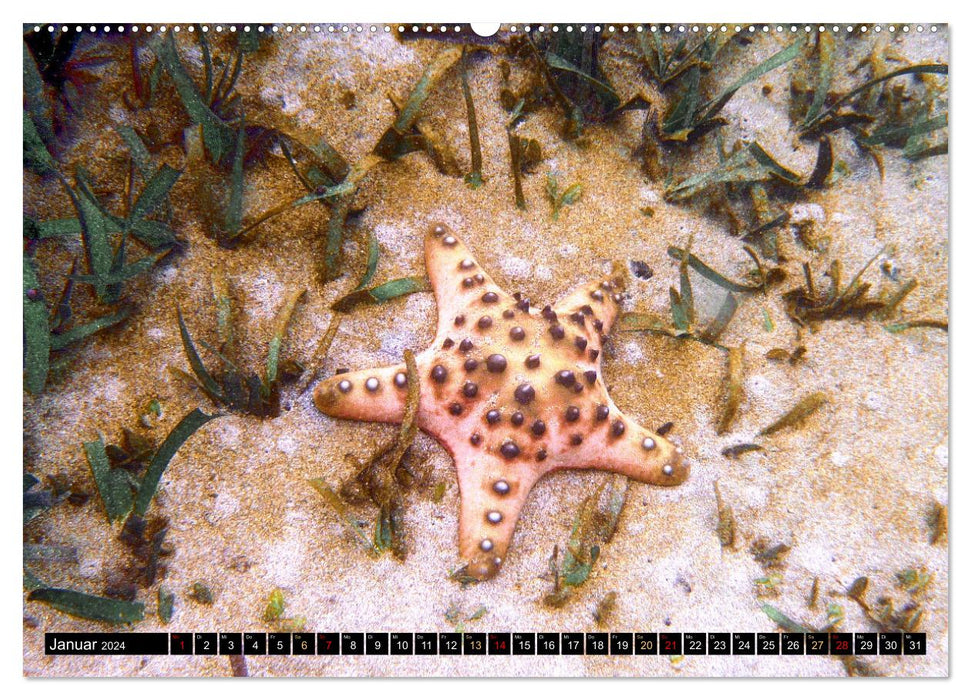 Starfish - Little wonders of nature (CALVENDO Premium Wall Calendar 2024) 
