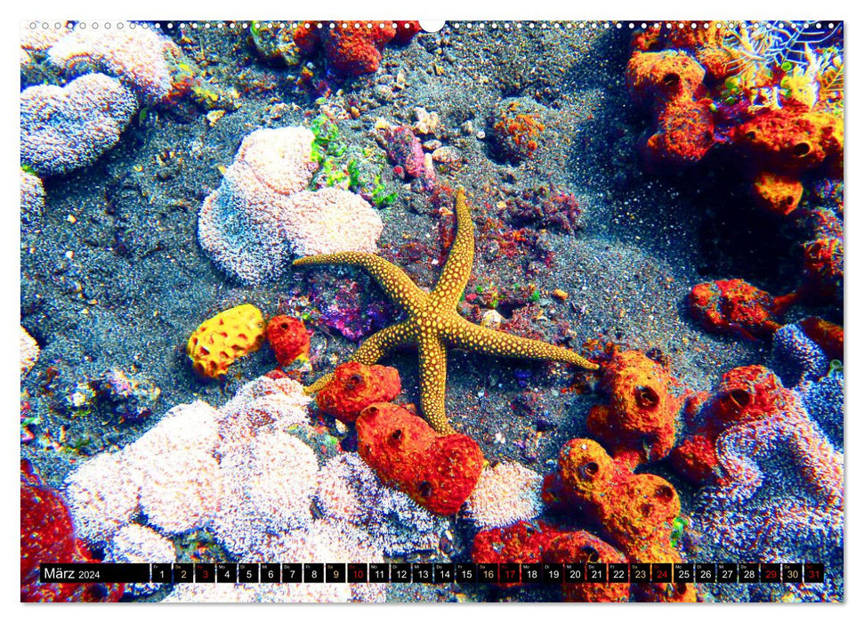 Starfish - Little wonders of nature (CALVENDO Premium Wall Calendar 2024) 