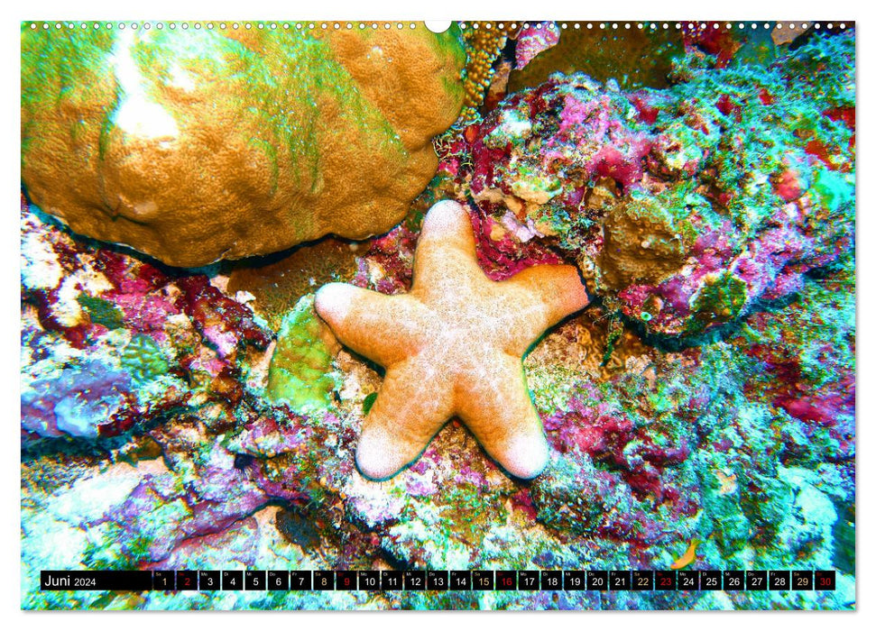 Étoile de mer - Petites merveilles de la nature (Calendrier mural CALVENDO Premium 2024) 