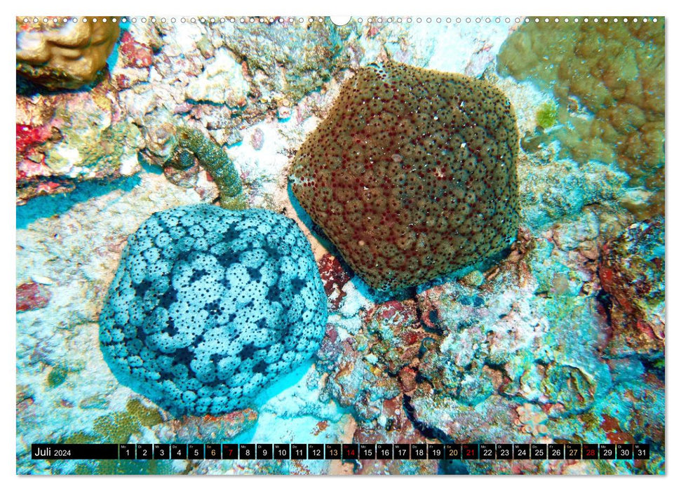 Starfish - Little wonders of nature (CALVENDO Premium Wall Calendar 2024) 