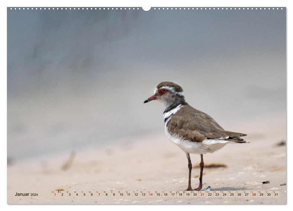 Birdlife - Birds in Southern Africa (CALVENDO Premium Wall Calendar 2024) 