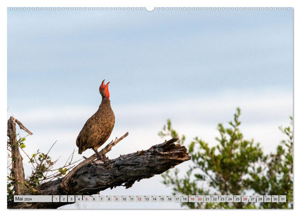 Birdlife - Birds in Southern Africa (CALVENDO Premium Wall Calendar 2024) 