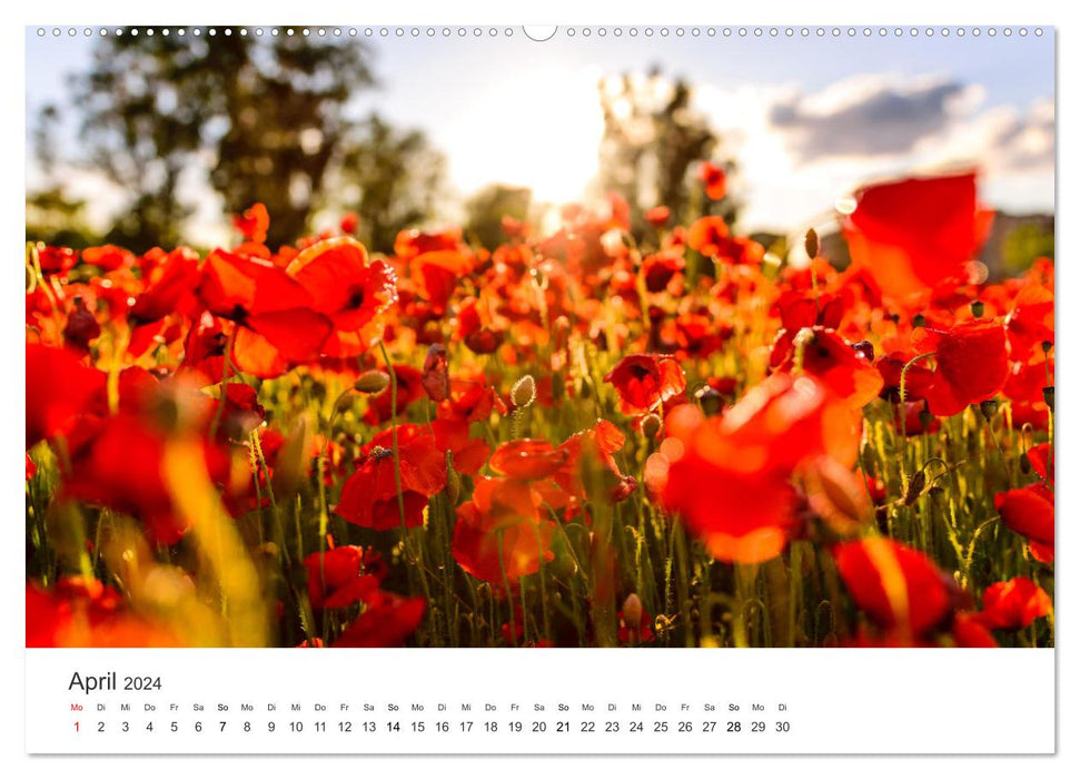 Spain - a country to fall in love with. (CALVENDO Premium Wall Calendar 2024) 
