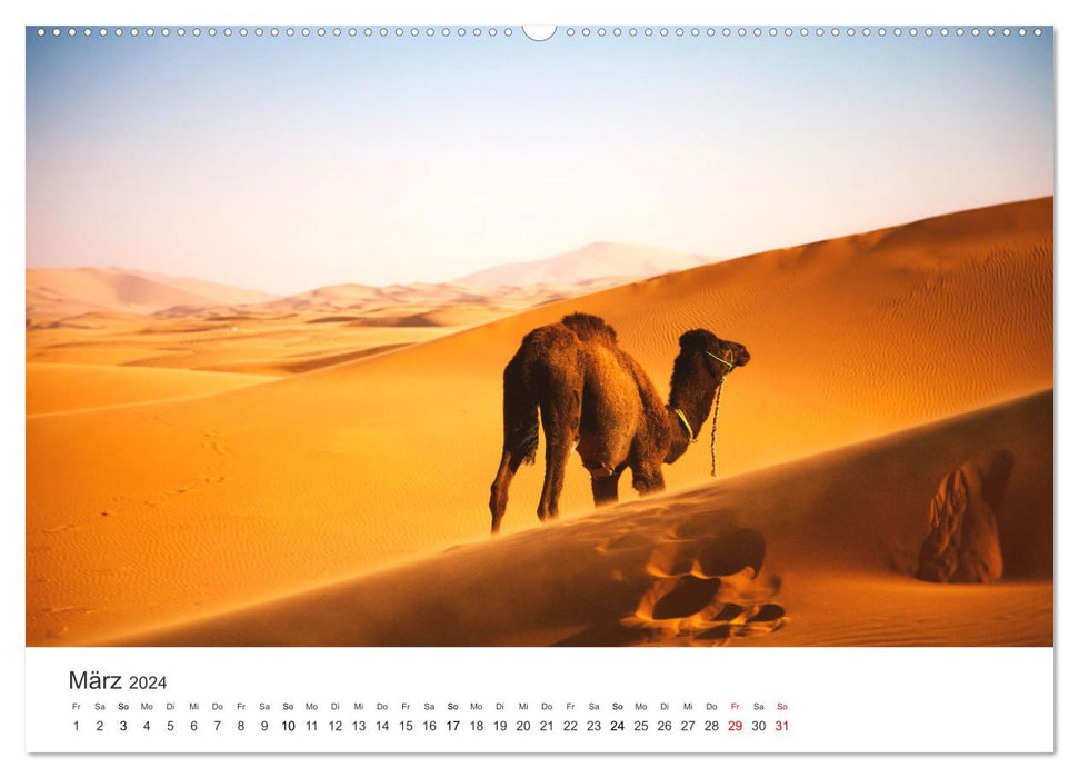 Kamele - die wahren Überlebenskünstler der Wüste. (CALVENDO Premium Wandkalender 2024)