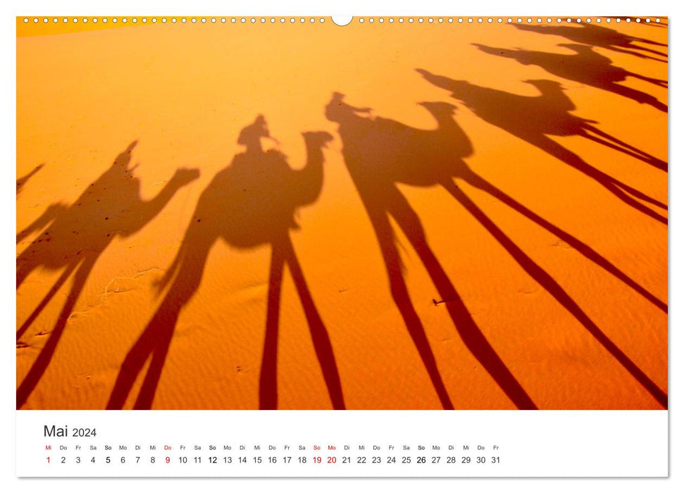Camels - the true survivors of the desert. (CALVENDO Premium Wall Calendar 2024) 