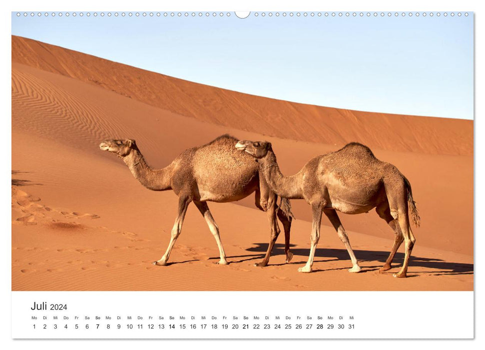 Kamele - die wahren Überlebenskünstler der Wüste. (CALVENDO Premium Wandkalender 2024)