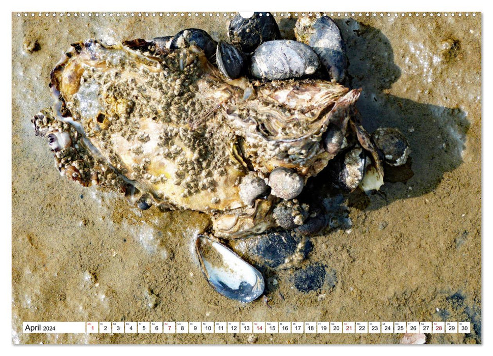 Flotsam and jetsam scenes (CALVENDO wall calendar 2024) 