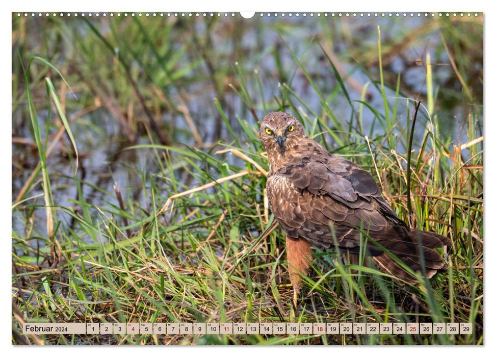 Birdlife - Birds in Southern Africa (CALVENDO wall calendar 2024) 