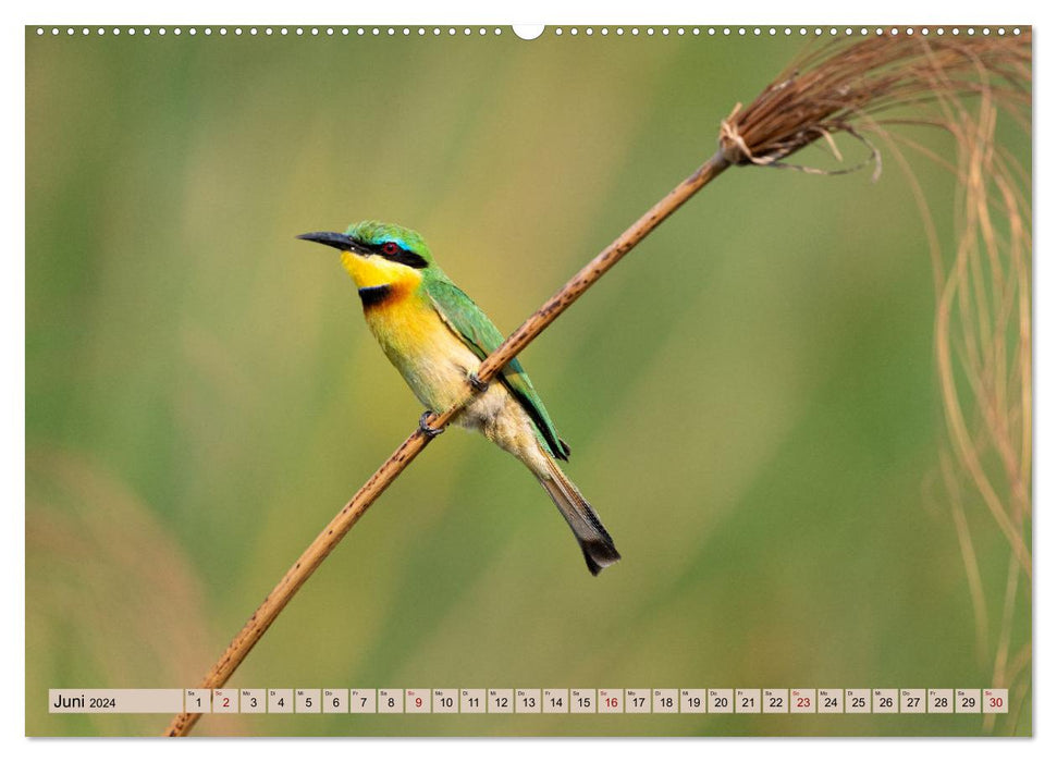 Birdlife - Birds in Southern Africa (CALVENDO wall calendar 2024) 