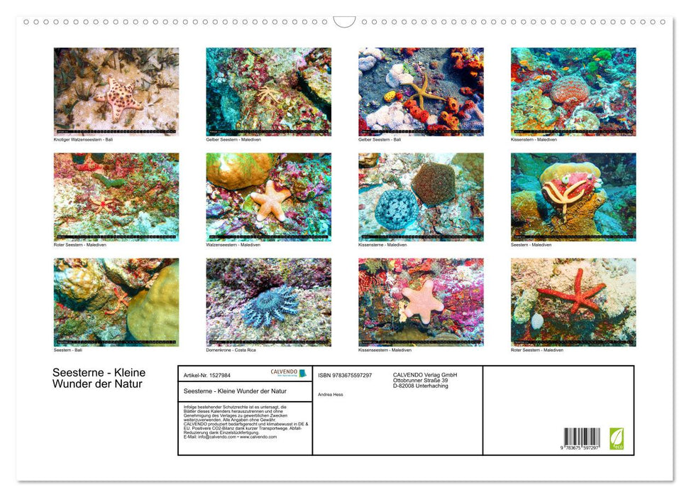 Starfish - Little wonders of nature (CALVENDO wall calendar 2024) 