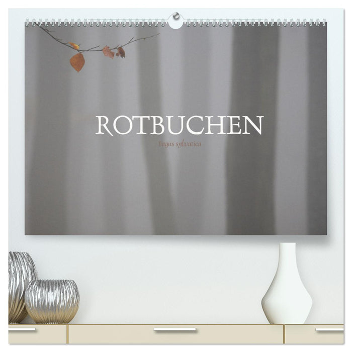 Rotbuchen (CALVENDO Premium Wandkalender 2024)