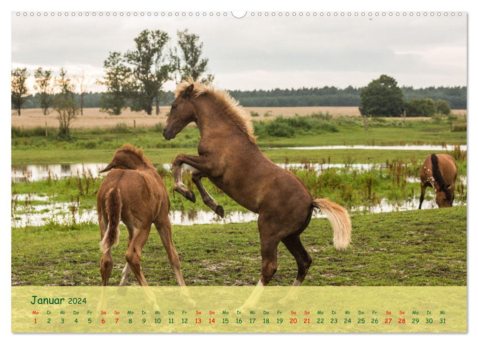 Foal - the pure joy of life (CALVENDO Premium Wall Calendar 2024) 