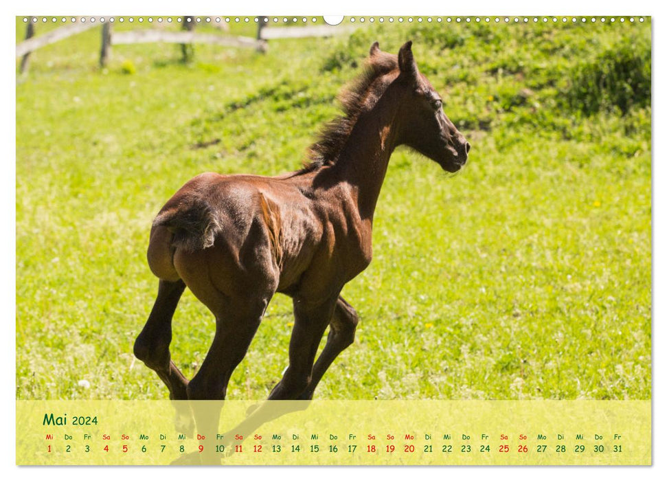 Foal - the pure joy of life (CALVENDO Premium Wall Calendar 2024) 