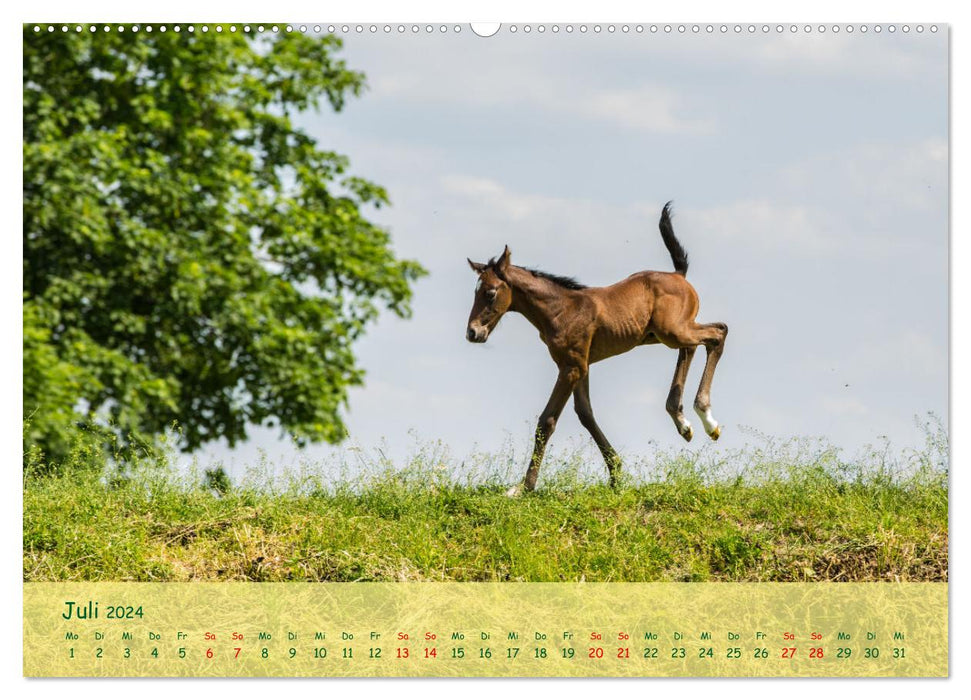Fohlen - die pure Lebensfreude (CALVENDO Premium Wandkalender 2024)