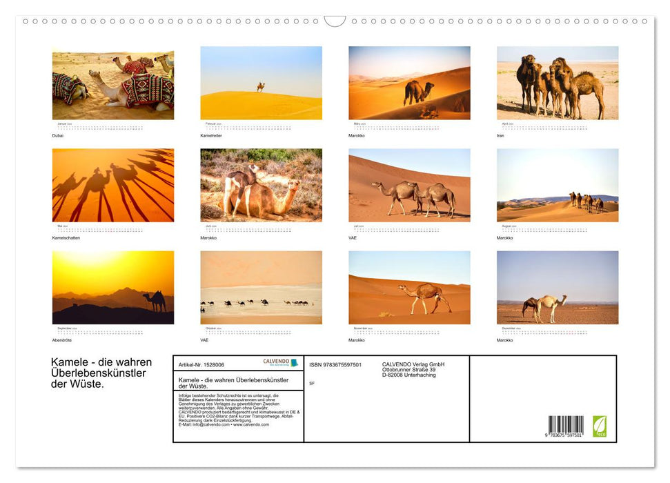 Camels - the true survivors of the desert. (CALVENDO wall calendar 2024) 