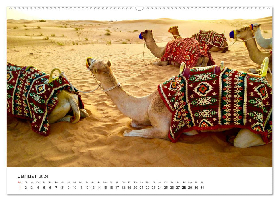 Camels - the true survivors of the desert. (CALVENDO wall calendar 2024) 