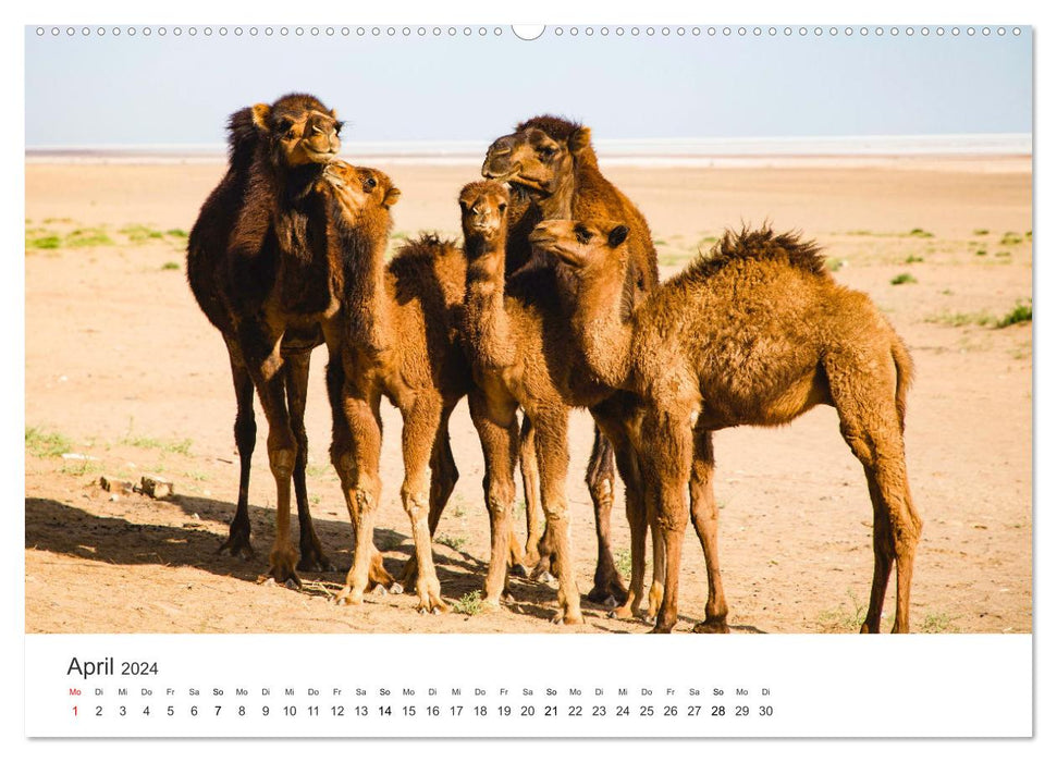 Camels - the true survivors of the desert. (CALVENDO wall calendar 2024) 