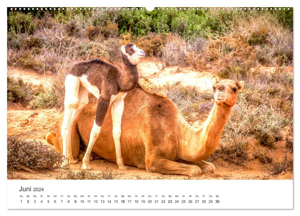 Kamele - die wahren Überlebenskünstler der Wüste. (CALVENDO Wandkalender 2024)