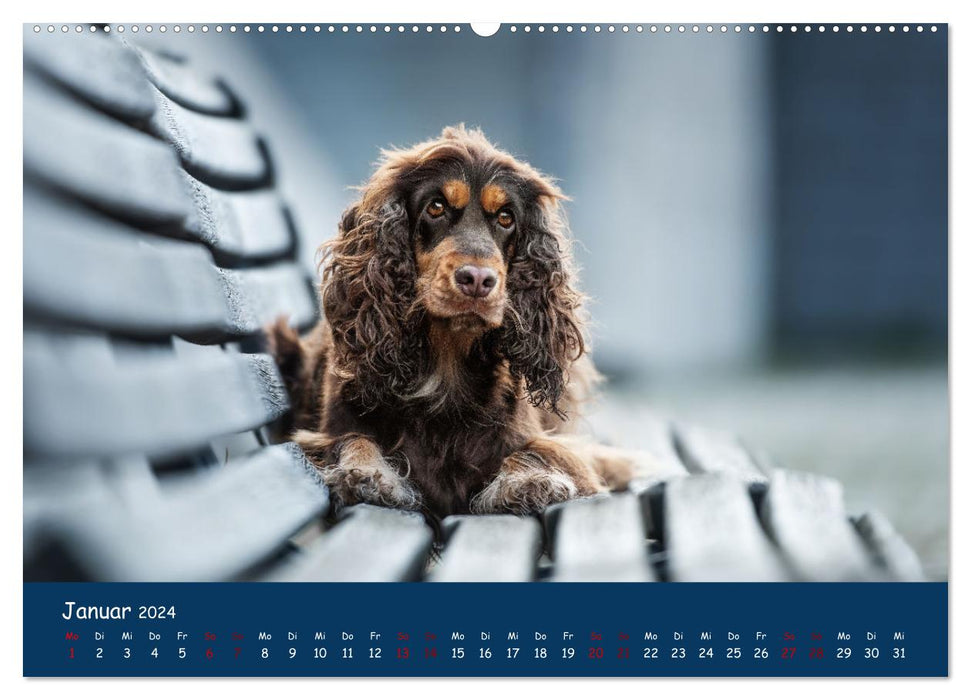 English Cocker Spaniel (CALVENDO Wall Calendar 2024) 